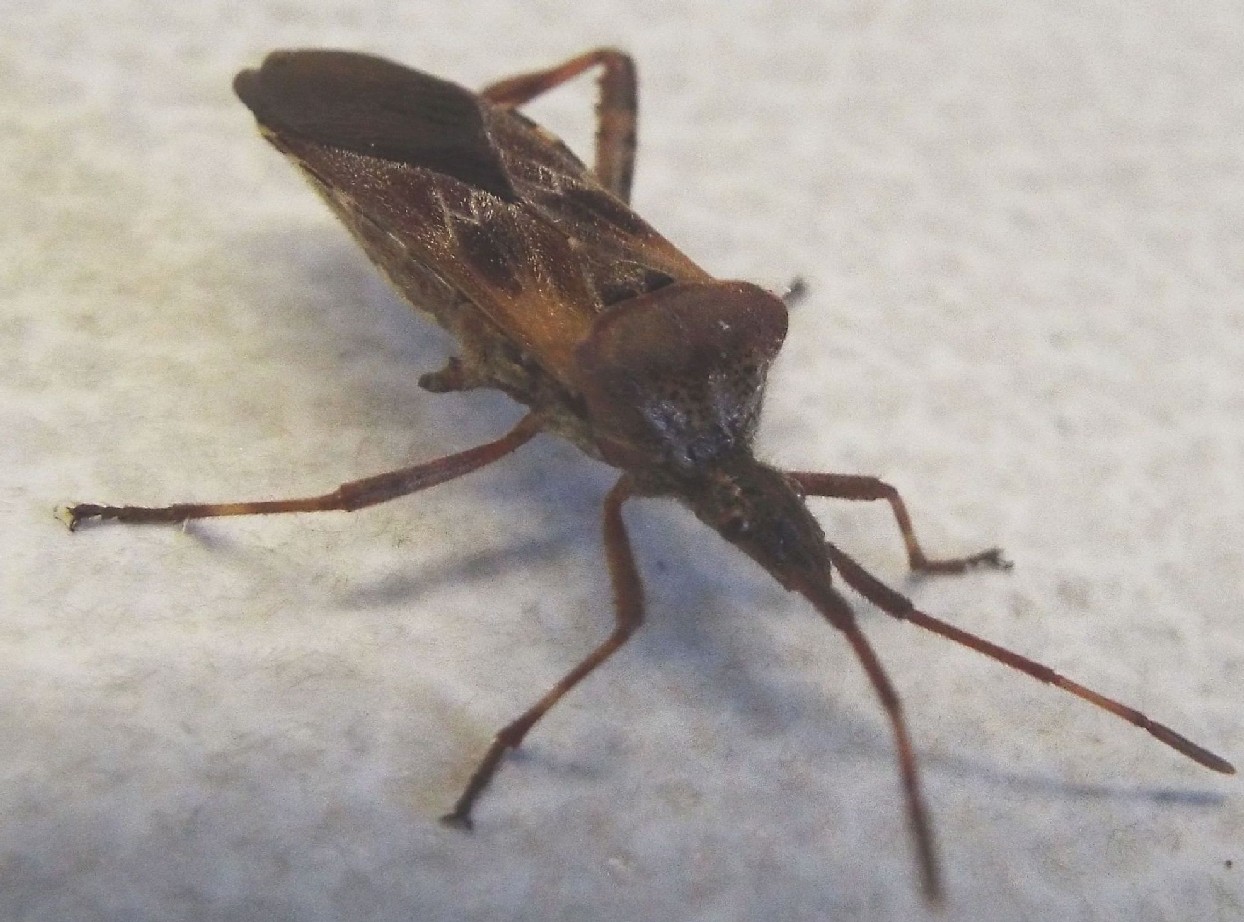 Coreidae: Leptoglossus occidentalis